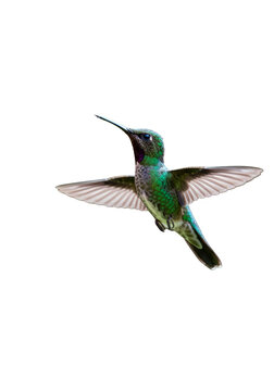 Hummingbird Flying with Wings Out Transparent Background Detailed Wildlife