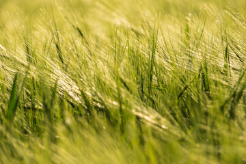 green wheat field