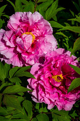 Fototapeta premium Vibrant pink peony flowers in full bloom surrounded by rich green foliage in sunlight