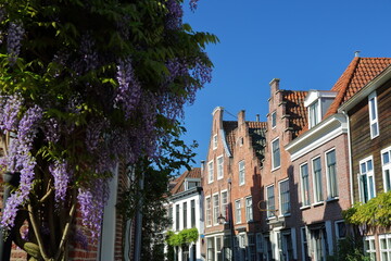 Ornate and colorful traditional houses, located along Groot Heiligland street in Haarlem, Netherlands, with colorful flowers (vines of wisteria) in the foreground