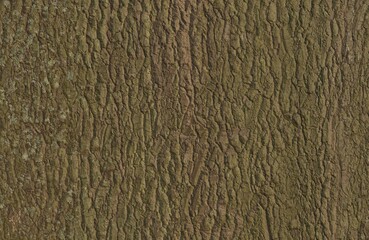 Premium Wood Texture High Quality Natural Surface Background
