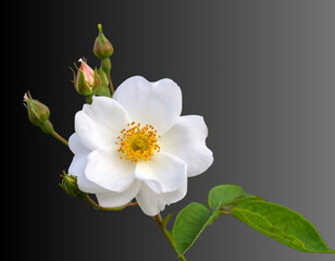 White Blossom with Budding Companions in Soft Focus