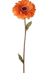 orange gerber daisy