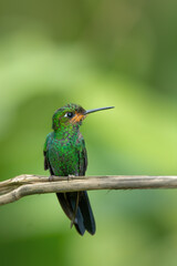Green-crowned Brilliant (Heliodoxa jacula) young male , Costa Rica
