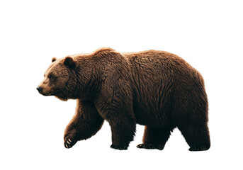 Fototapeta premium Isolated Illustration of Brown Bear Walking Wildlife Animal Predator