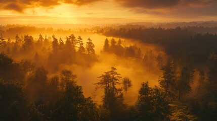 Fototapeta premium Golden Sunrise Over Misty Forest
