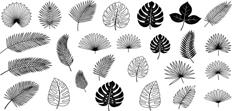 ropical leaves, palm leaves silhouettes, diverse collection, black shapes, design elements, artistic embellishments, leaf vector.