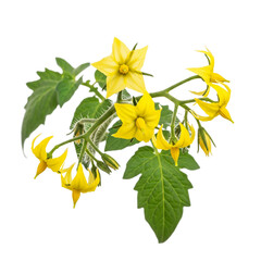 
branch with tomato flowers isolated on transparent background