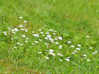 A patch of meadow daisies on a green field. Many white small flowers. Natural morning landscape with a clearing of daisies in the foreground