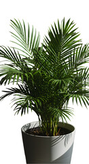 Obraz premium Isolated Photo of a Lush Green Palm Plant in a White Pot with Shadow