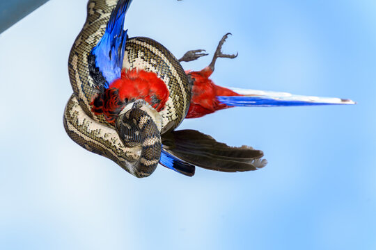 Dramatic view of a python hanging off a roof devouring a Crimson Rosella