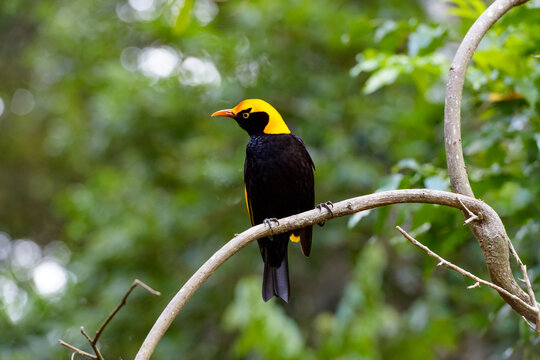 Stunning black and yellow Regent Bower Bird with blurred forest and bokeh in background