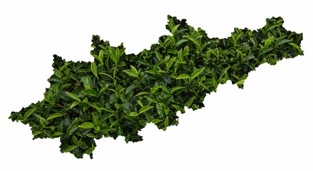 Obraz premium Tea Leaves Forming an Abstract Shape on White Background