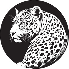 leopard on black background