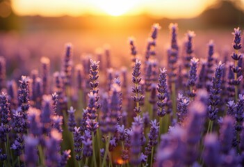 Fototapeta premium Lavender flowers bloom in a field during sunset with warm, golden light