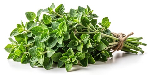 Fototapeta premium Freshly Picked Oregano Bunch Tied with Twine on a White Background