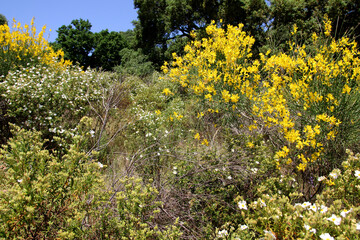 Macchia Strauchheide mit Blüten, Mittelmeerraum