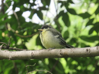 great spotted woodpecker