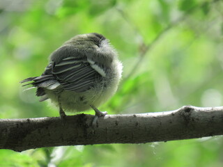sparrow on a fence