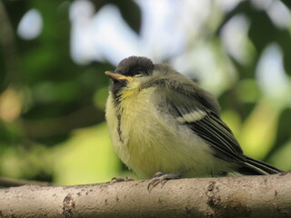 great tit parus major