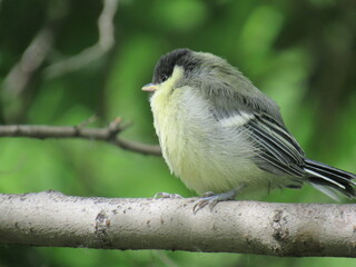 great tit parus major
