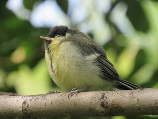 great tit parus major