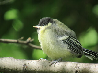 great tit parus major