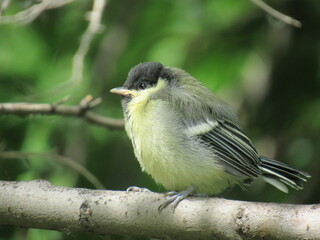 great tit parus major