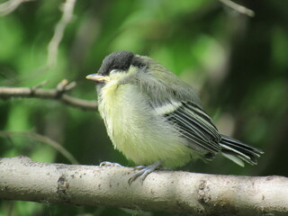 great tit parus major