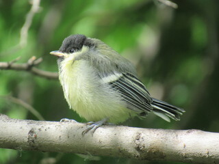 great tit parus major
