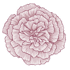 Elegant pink carnation flower vector illustration isolated on white background