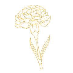 Elegant gold carnation flower outline vector illustration isolated on white background