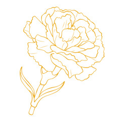 Elegant gold carnation flower outline vector illustration isolated on white background