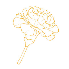 Elegant gold carnation flower outline vector illustration isolated on white background