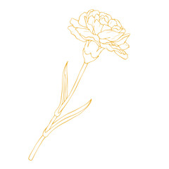 Elegant gold carnation flower outline vector illustration isolated on white background