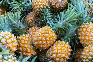 Fresh fragrant pineapples from Hainan, China