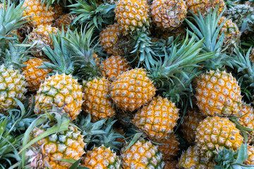 Fresh fragrant pineapples from Hainan, China