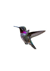 Fototapeta premium Flying Hummingbird Detailed Bird Wildlife on Transparent Background PNG