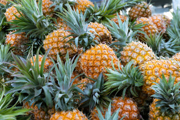 Fresh fragrant pineapples from Hainan, China