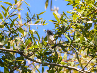Blue-gray Gnatcatcher Perched in Tree
