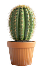 Cactus in Terracotta Pot on Transparent Background, PNG Image
