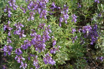 Bl&uuml;hender Lavendelbl&auml;ttriger Salbei (Salvia lavandulifolia) im Fr&uuml;hling