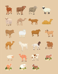 Sacrifice Animal Eid Al Adha