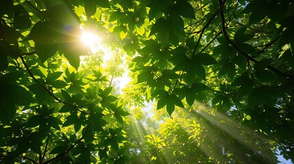 Sunlight filtering through lush green leaves in a vibrant forest canopy scene
