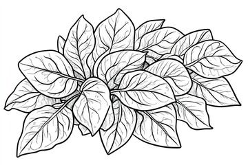 A bunch of fresh spinach leaves, drawn with simple outlines in a fun and engaging coloring book style