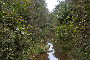 forêt primaire tropicale, riviere, Parc National Andasibé Mantadia, Madagascar