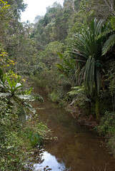 forêt primaire tropicale, riviere, Parc National Andasibé Mantadia, Madagascar