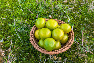 Fresh emperor tangerines in the round fruit basket