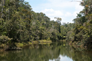 forêt primaire tropicale, Parc National Andasibé Mantadia, Madagascar