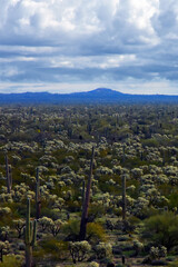 Fototapeta premium Mid Winter Landscape Sonoran Desert Arizona